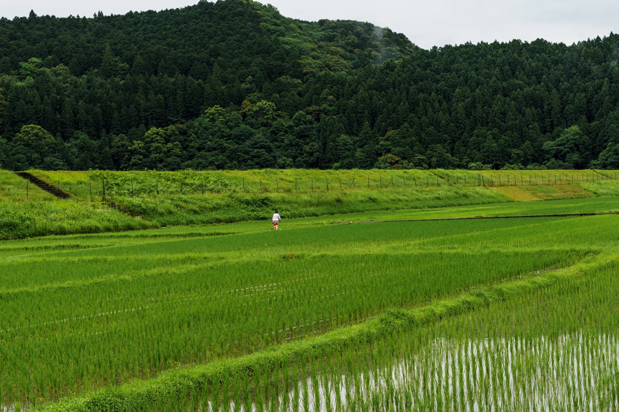 Japan, photograph 214