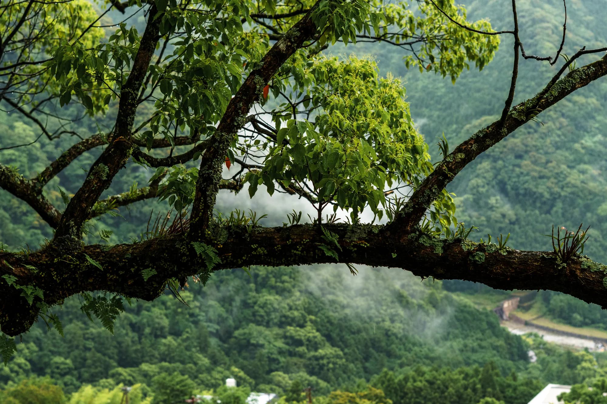 Japan, photograph 71